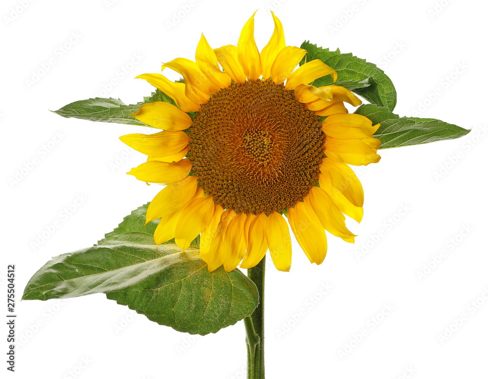 Obraz premium Sunflower isolated on white background