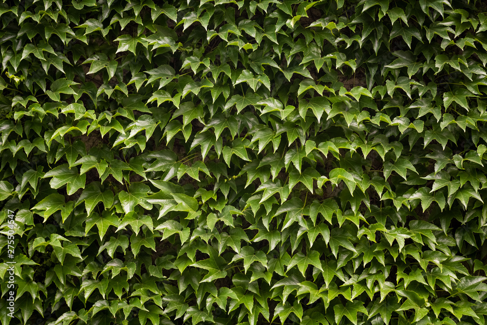 Green ivy. Concept background and texture