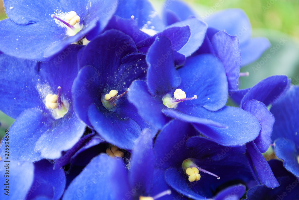 blue violet macro. flower. in the sun. summer