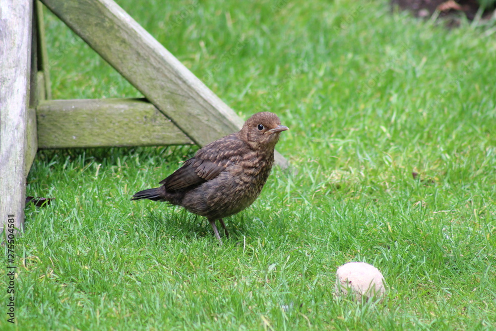 Obraz premium baby blackbird