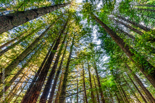 Tall Trees Towering Redwoods National Park Crescent City California