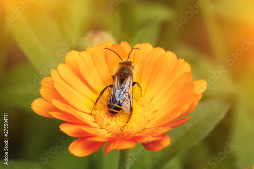 Bee on the yellow flower, collecting nectar. Shallow depth-of-field. With instagram style filter. © Stanislaw Mikulski