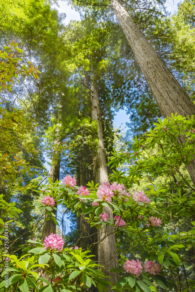 Fototapeta premium Tall Trees Towering Redwoods Pink Rhododendron National Park California