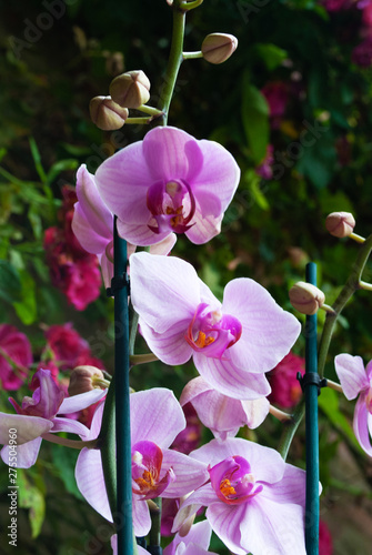 pink orchids in the sun