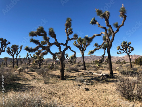 Joshua Tree California Desert Landscape