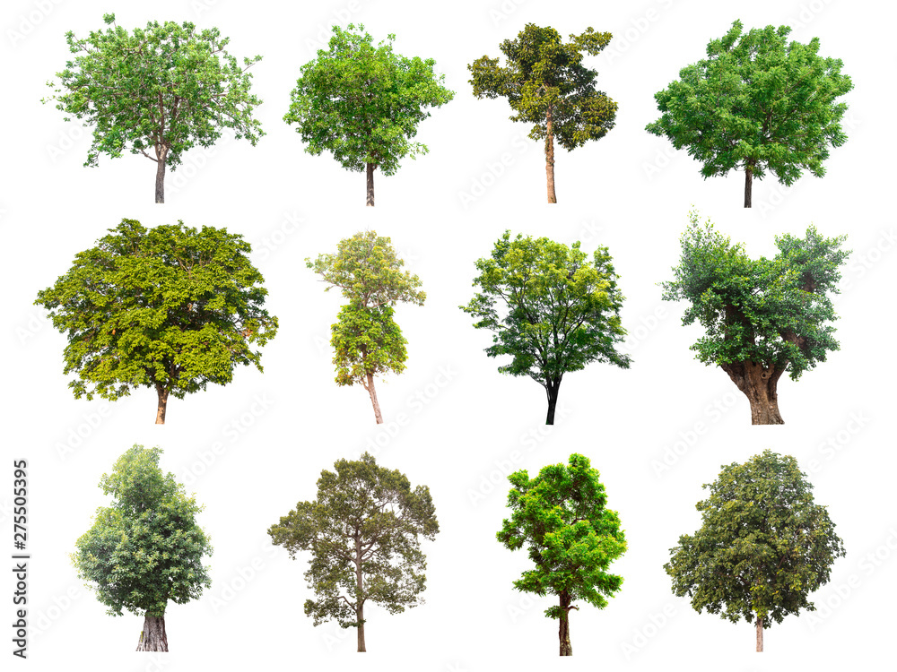 Isolated trees collection on white background