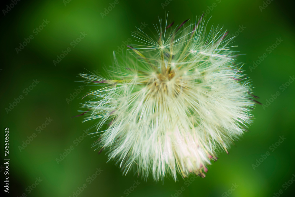 Fototapeta premium Cirsium scariosum