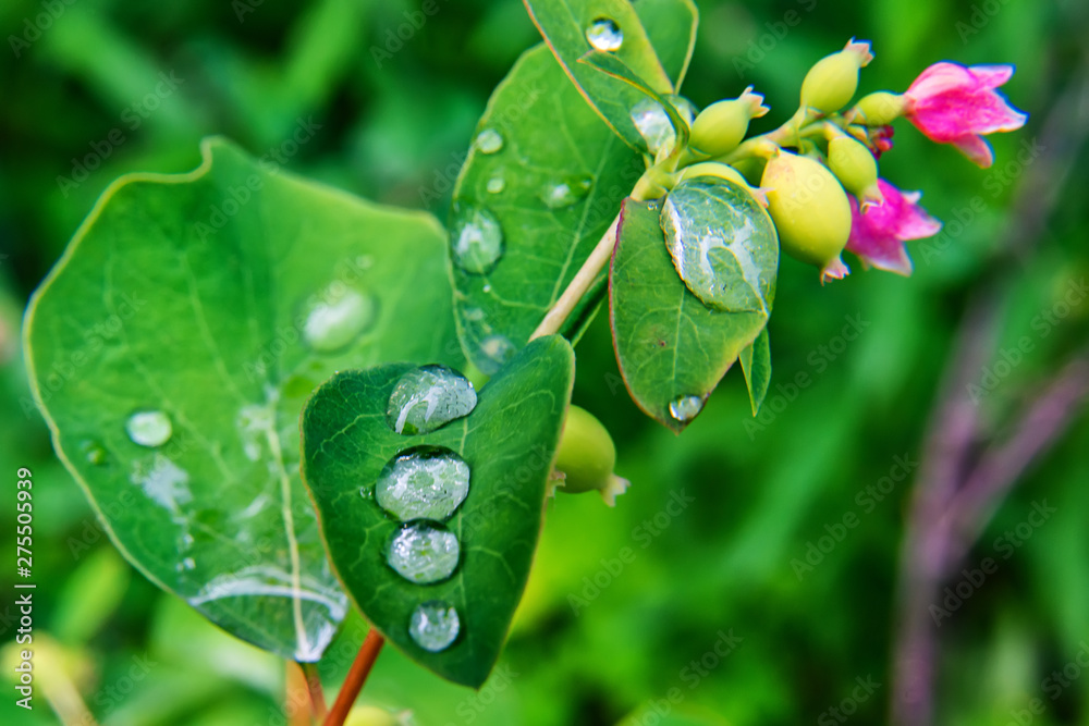 Drops on the green leaf Drops on the green leaf