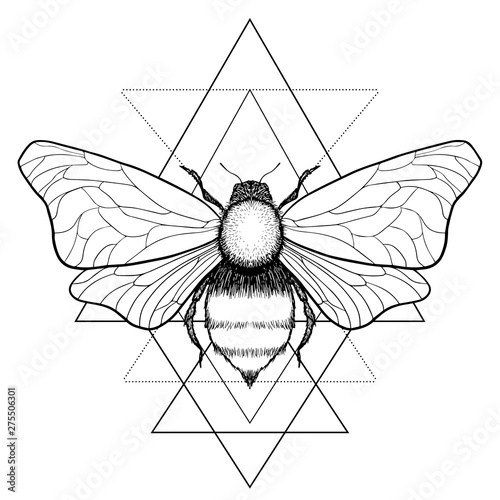 Beautiful hand drawn honey bee queen insect on geometrical sign. Vector.