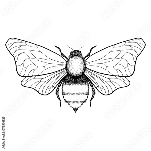 Beautiful hand drawn honey bee queen insect. Vector.