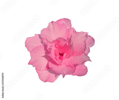 beauty fresh fascinatingly pink flower isolated on white background with clipping path