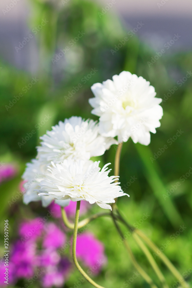 Spring background of beautiful flowers blooming in garden. Soft focus Spring background of beautiful flowers blooming in garden. Soft focus