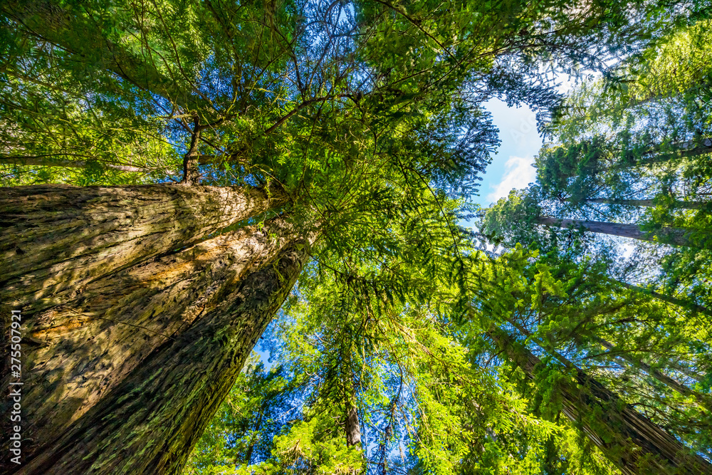 Fototapeta premium Tall Trees Towering Redwoods National Park Crescent City California