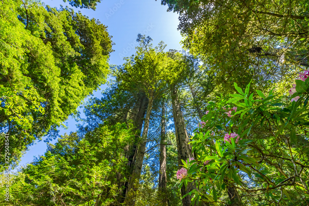 Fototapeta premium Tall Trees Towering Redwoods Pink Rhododendron National Park Crescent City California