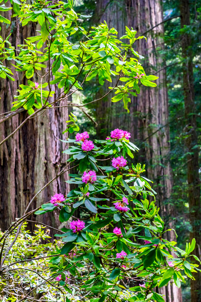 Tall Trees Towering Redwoods Pink Rhododendron National Park Crescent City California