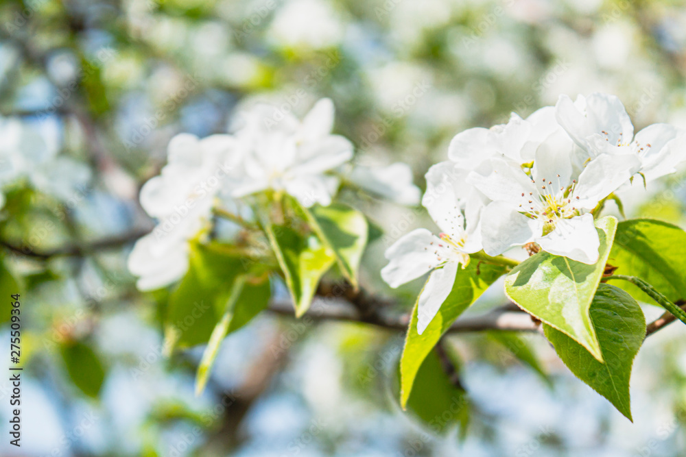 bright bright flowers, blooming apple tree bright bright flowers, blooming apple tree