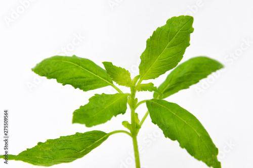 The leaves of holy basil, known as kaphrao in the Thai language are commonly used in Thai cuisine for certain stir-fries and curries.Close up the top basil with white background.