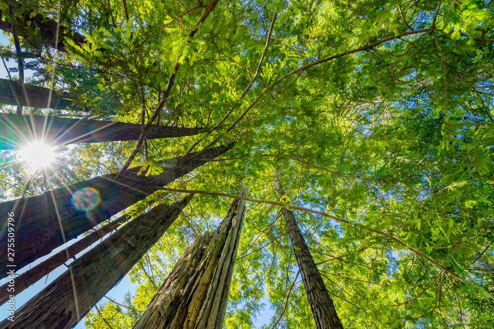 Obraz premium Sun Star Rays Tall Trees Towering Redwoods National Park California