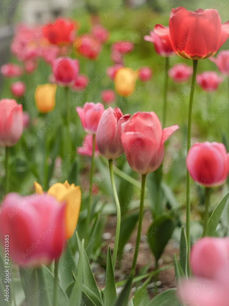 red tulips in the garden red tulips in the garden