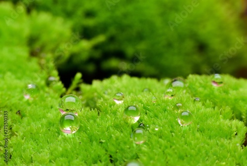 Water drop on green grass.The concept for background.