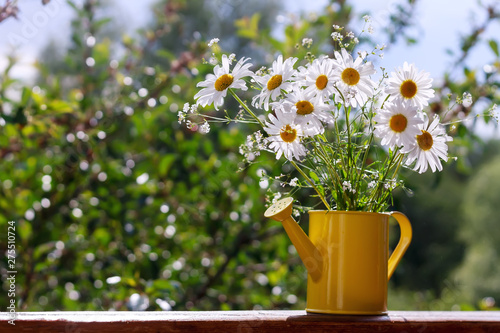 Beautiful daisy flowers in a yellow watering can. Concept: summer morning.