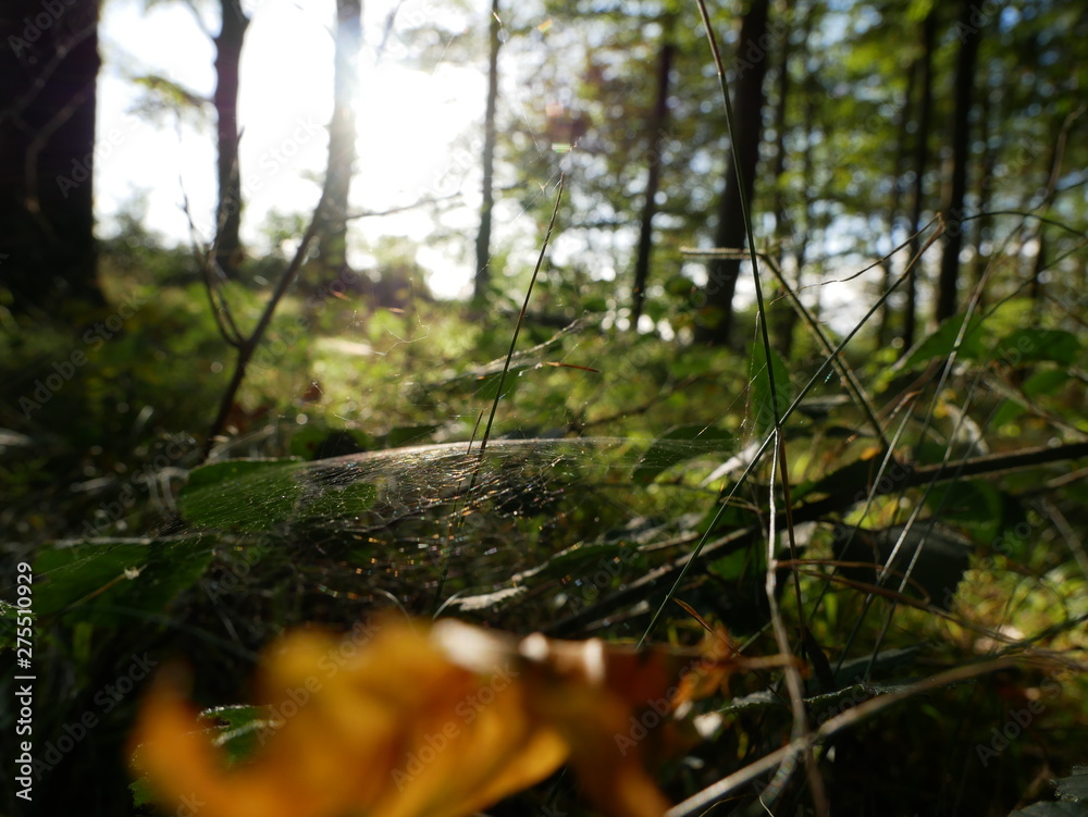 Fototapeta premium Spinnennetz im Sonnenschein