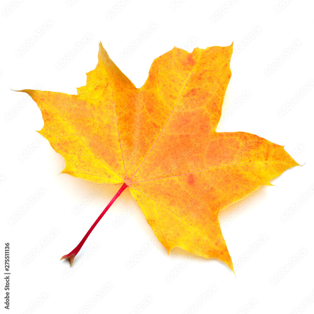 Yellow maple leaf isolated on white background. Autumn, falling foliage. Flat lay, top view, creative concept Yellow maple leaf isolated on white background. Autumn, falling foliage. Flat lay, top view, creative concept