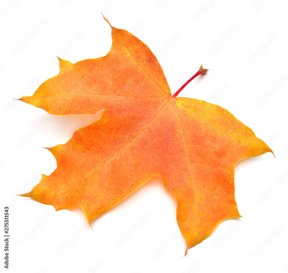 Orange maple leaf isolated on white background. Autumn, falling foliage. Flat lay, top view, creative concept Orange maple leaf isolated on white background. Autumn, falling foliage. Flat lay, top view, creative concept