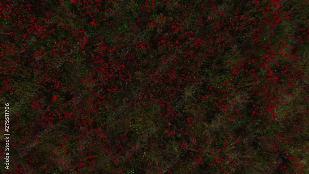 Rising up flying over beautiful fresh big red flower surrounded by meadow landscape aerial shot