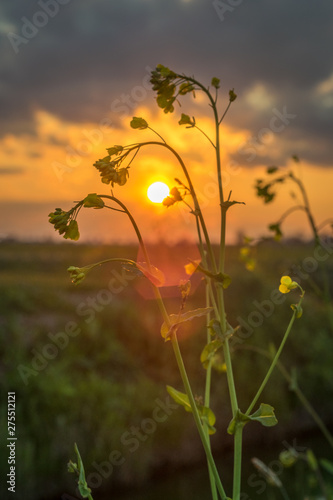 Beautiful wildflower while the sun sets below the horizon. Stunning colors at sundown. © Menyhert