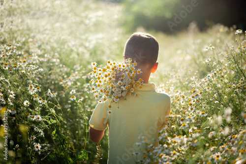 Little kid boy holding bouquet of fields camomile flowers in summer day. Back view.