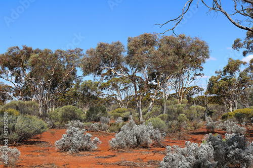 фотографія Reafforested landscape in the Western Australian goldfields (Karlkurla bushland