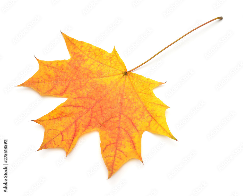Orange maple leaf isolated on white background. Autumn, falling foliage. Flat lay, top view, creative concept Orange maple leaf isolated on white background. Autumn, falling foliage. Flat lay, top view, creative concept