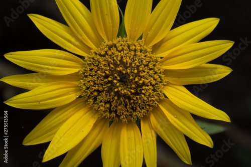 beautiful sunflowers in minas gerais