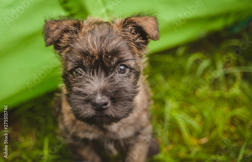 Fotografie Uroczy szczeniak cairn terrier patrzy prosto w kamerę