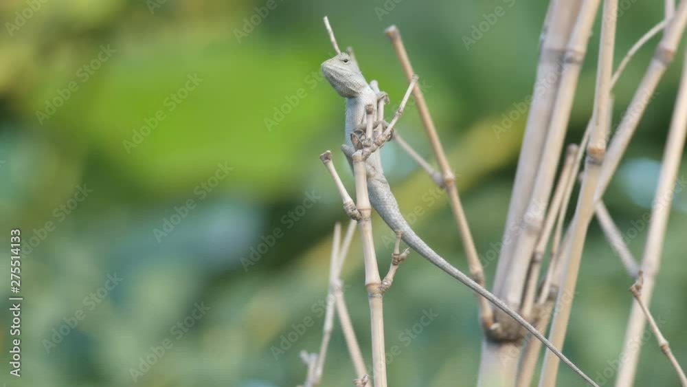 a lizard is can climbing on the bamboo pole a lizard is can climbing on the bamboo pole