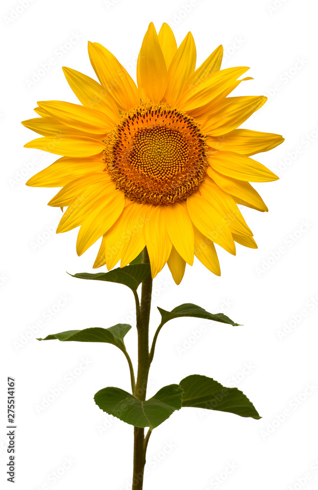 Obraz premium Sunflower isolated on white background. Sun symbol. Flowers yellow, agriculture. Seeds and oil. Flat lay, top view. Bio. Eco. Creative