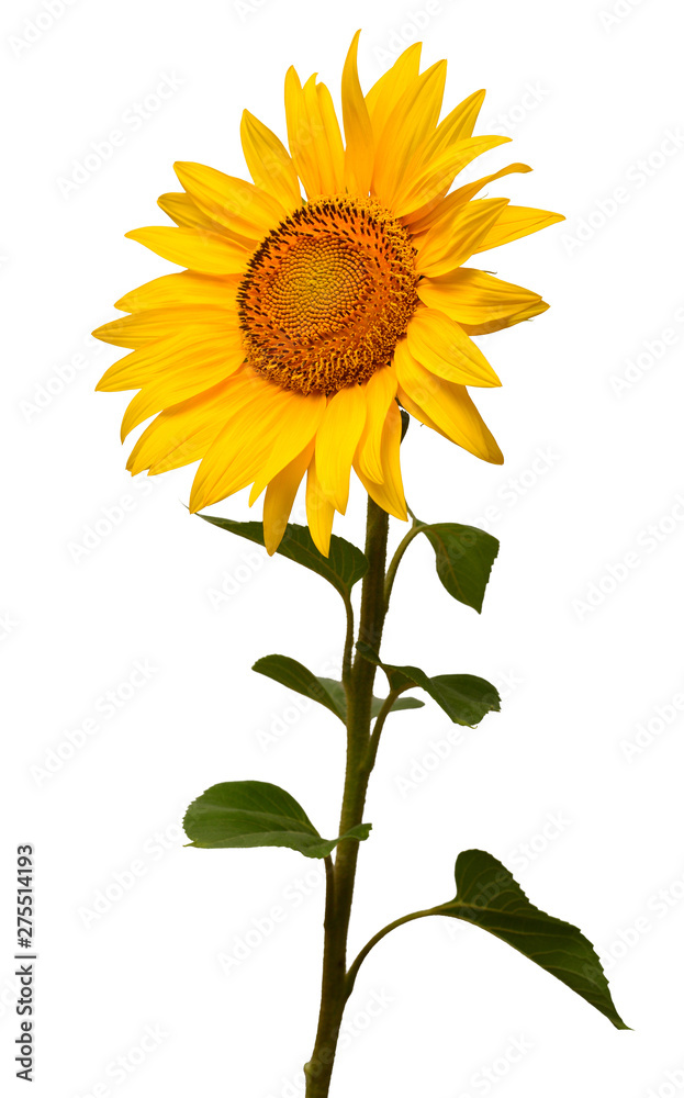 Fototapeta premium Sunflower isolated on white background. Sun symbol. Flowers yellow, agriculture. Seeds and oil. Flat lay, top view. Bio. Eco. Creative