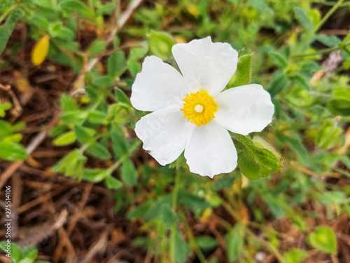 Flower of Sage-leaved rock-rose, salvia cistus or jaguarzo