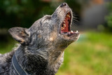 Australijski pies pasterski szczeka, pies szczeka, pokazuje zęby