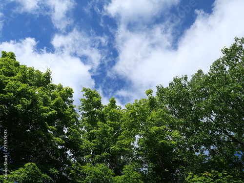 green trees and blue sky with white clouds nature