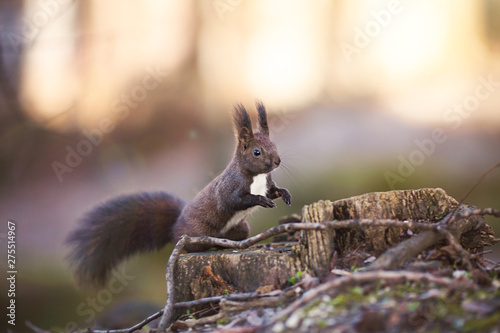Urocza dzika wiewiórka stoi na pniu drzewa i rozgląda się