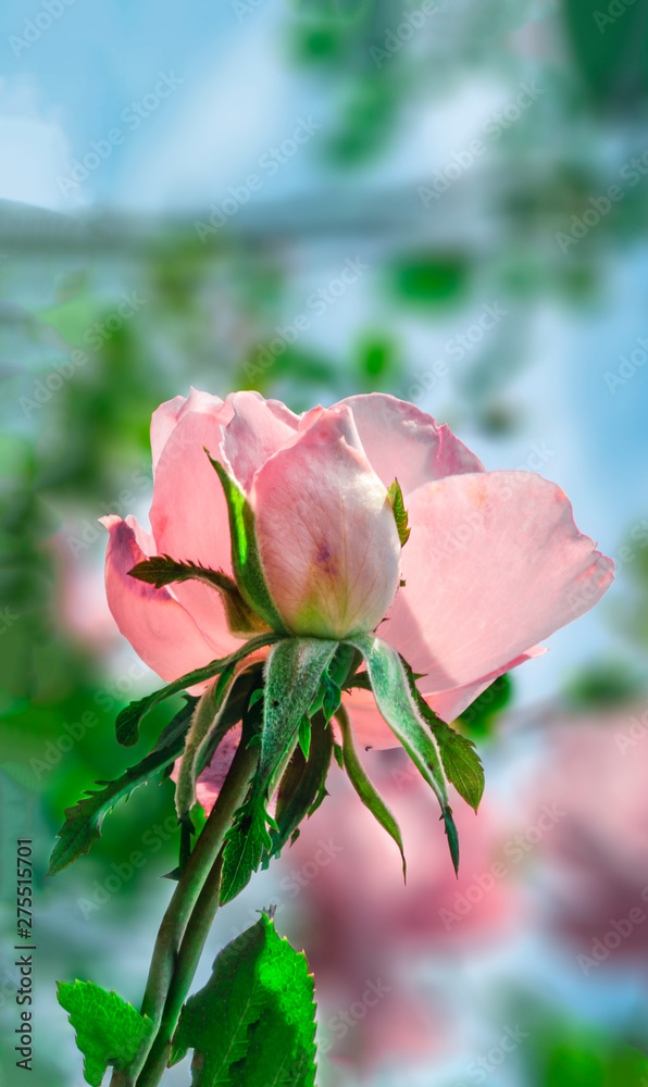 Fototapeta premium Pastel Flower