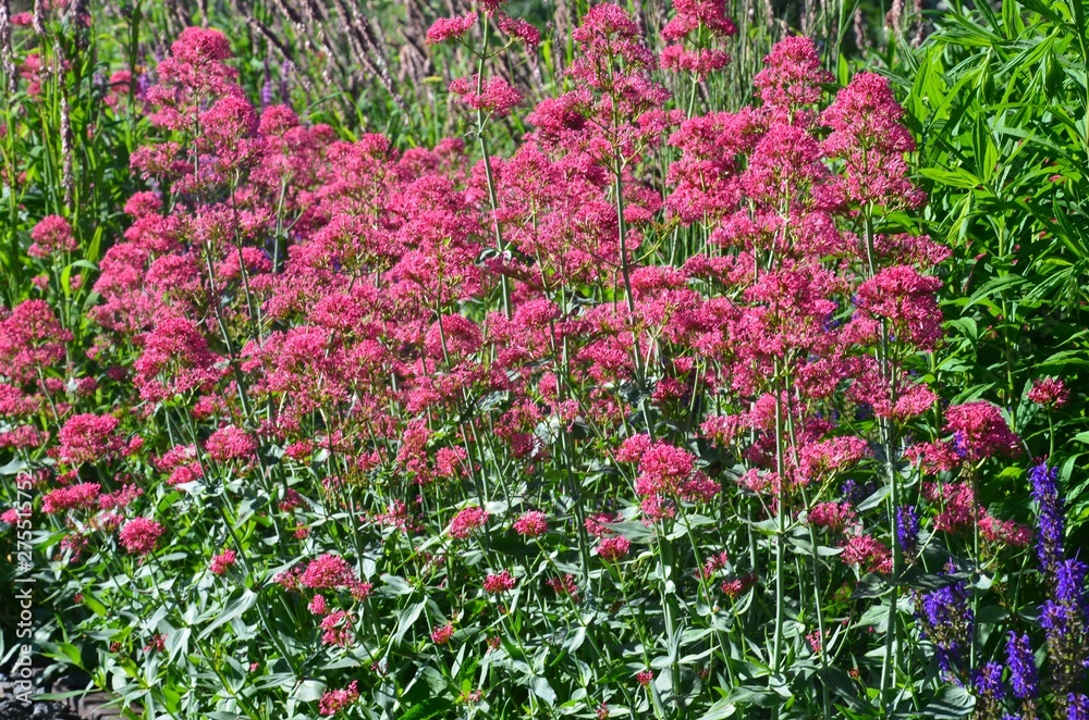 Centranthus ruber Pretty Betsy - Spornblume in bunt blühendem Blumengarten 