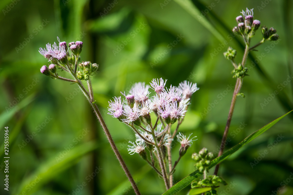 wild flowers of nature wild flowers of nature