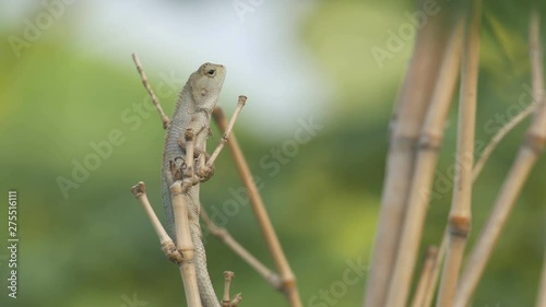 a lizard is climbing on the bamboo pole