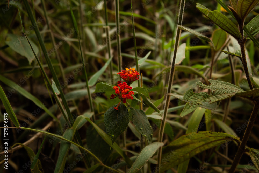 wild flowers of nature