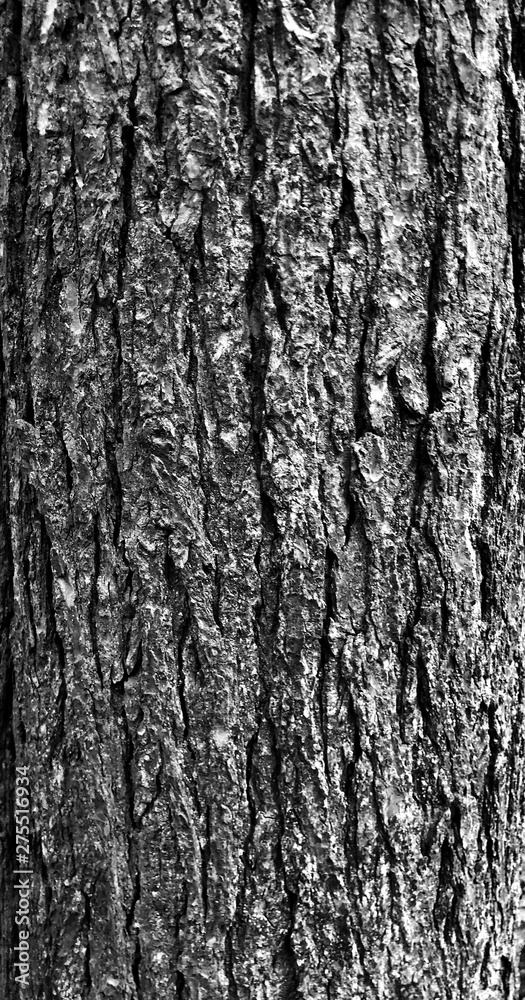 Fototapeta premium Pine Bark