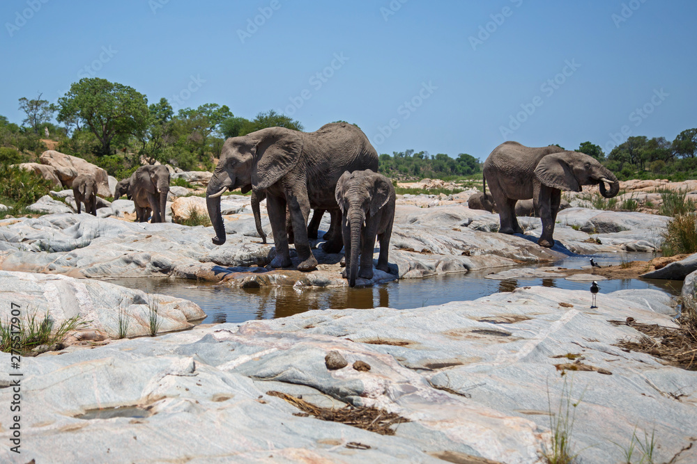 Fototapeta premium elephant herd drinking in Kruger National Park in South Africa