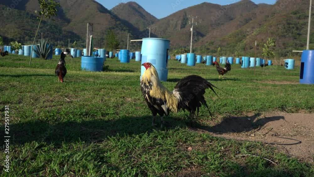 El gallo esta en su gallera junto a otros gallos.